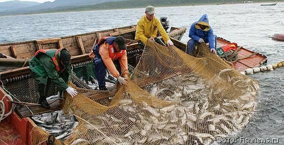 Квота по вылову лососей на Чукотке освоена на 85%