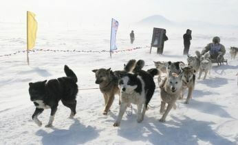 На Чукотке завершилась гонка на собачьих упряжках «Надежда»