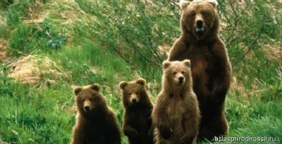 Бурые медведи «осмотрели» горнолыжную базу Эгвекинота