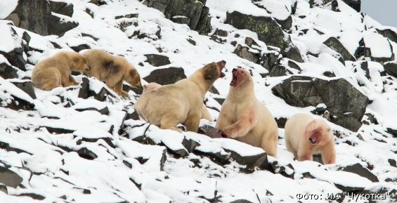Скопление белых медведей наблюдают недалеко от села Рыркайпий на Чукотке
