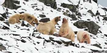 Скопление белых медведей наблюдают недалеко от села Рыркайпий на Чукотке