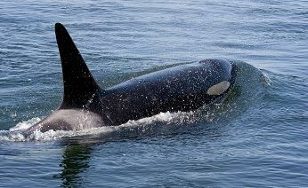 Чукотские китобои могут добыть 140 китов в этом году