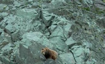 Бурый медведь замечен у Дома культуры в Анадыре