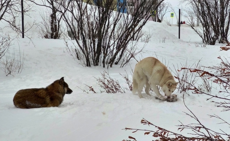 В Анадыре усилены меры по отлову бродячих собак в борьбе с трихинеллёзом