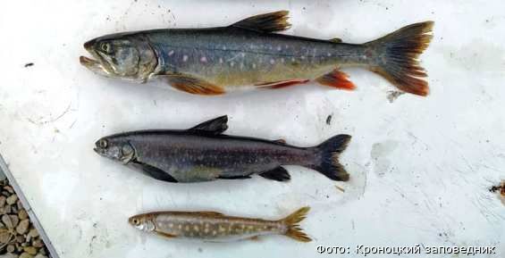 В озере Эльгыгытгын восстановилась популяция реликтовых лососей