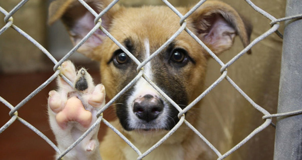 О собаках мобилизованных жителей Чукотки бесплатно позаботятся в приютах