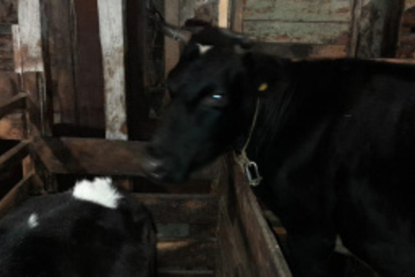 На Чукотке впервые провели искусственное осеменение коров
