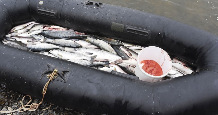 Более тонны незаконно добытой рыбы изъяли у жителя Чукотки