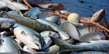 О традиционной рыбалке отчитались менее половины рыбаков Чукотки