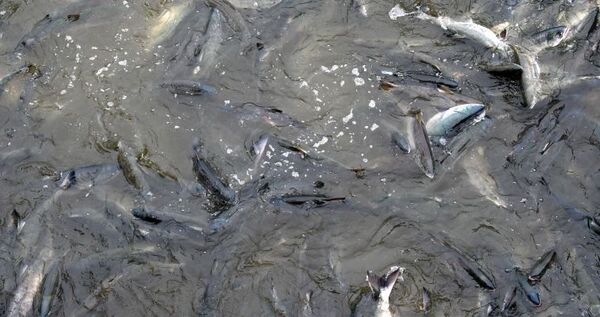 Количество проходных дней для лова лососей сократили на Чукотке
