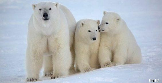 На Чукотке родилось больше белых медвежат по сравнению с прошлым годом 