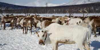 Чукотская продукция из оленины заинтересовала представителей правительства Камчатки