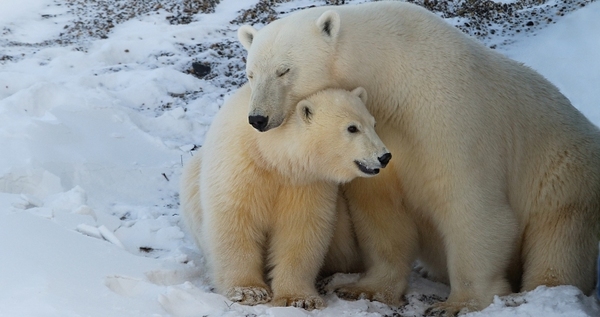 Изучать и защищать белых медведей на Чукотке будет фонд "Компас" 