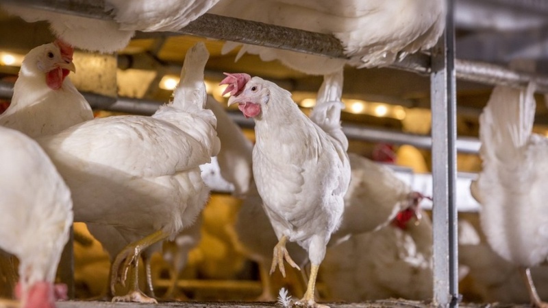 Птицефабрика в Анадыре планирует увеличить поголовье несушек