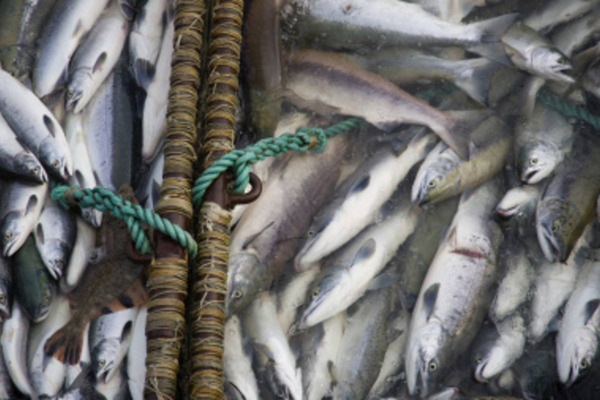 Три новых участка для любительского рыболовства утвердили на Чукотке