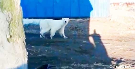 Заблудившегося на Камчатке белого медведя вертолетом увезут на Чукотку