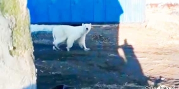 Заблудившегося на Камчатке белого медведя вертолетом увезут на Чукотку