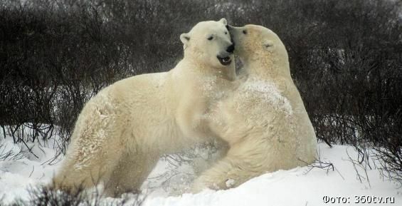 Жителей Чукотки зовут на День Белого Медведя