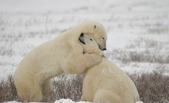 Белые медведи подбираются к чукотским селам