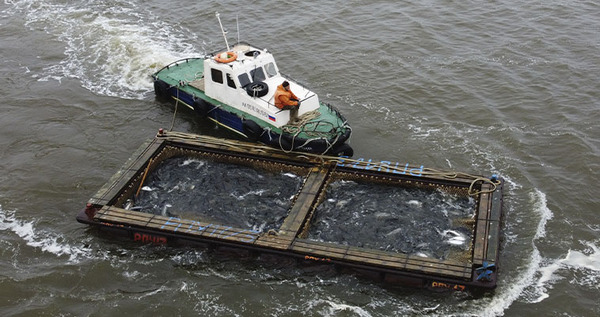 Рыбакам на юге Чукотки разрешили дополнительно выловить более 100 тонн лососевых