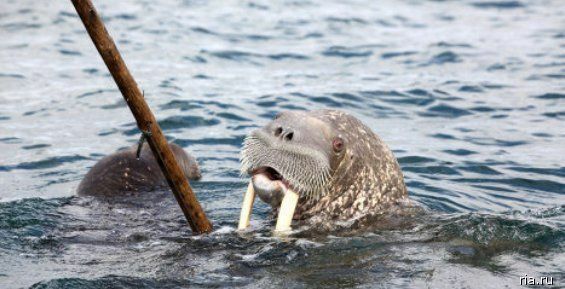 Российские и американские ученые изучили моржей в Чукотском море