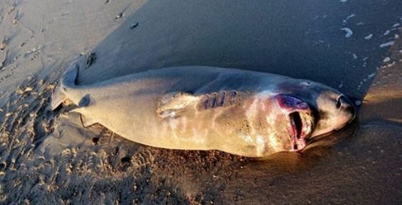 Жители Энурмино обнаружили на берегу двухметровую акулу