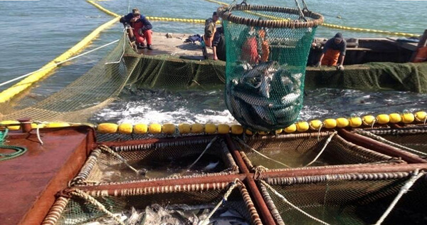 Менее четверти объемов лосося смогли освоить рыбаки Чукотки 