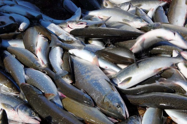 Представителям коренных малочисленных народов Чукотки необходимо подать отчеты по вылову рыбы в 2021 году