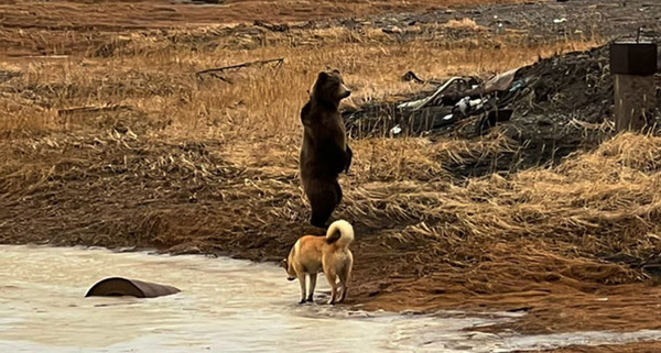 Бурого медведя отогнали охотинспекторы от поселка Угольные Копи