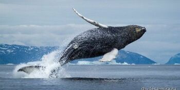 Первого в этом году гренландского кита поймал 18-летний житель Чукотки