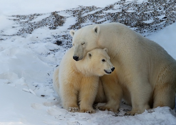 В Международный день полярного медведя в Анадыре говорили о его защите