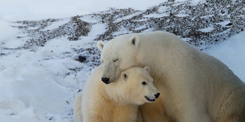 В Международный день полярного медведя в Анадыре говорили о его защите