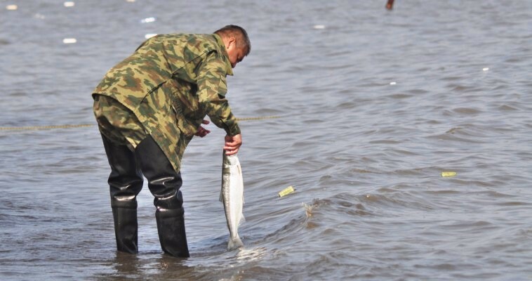 8,5 тыс. тонн лососей можно будет выловить на Чукотке в этом году