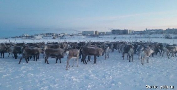 200 молодых северных оленей перегнали в Якутию с Чукотки