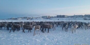 200 молодых северных оленей перегнали в Якутию с Чукотки