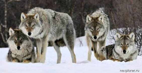 На Чукотке открывается сезон охоты на волка