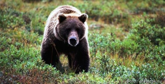 Бурый медведь напал на девушку в селе Усть-Белая на Чукотке