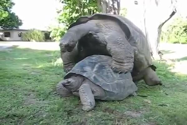 Гигантские черепахи получают удовольствие