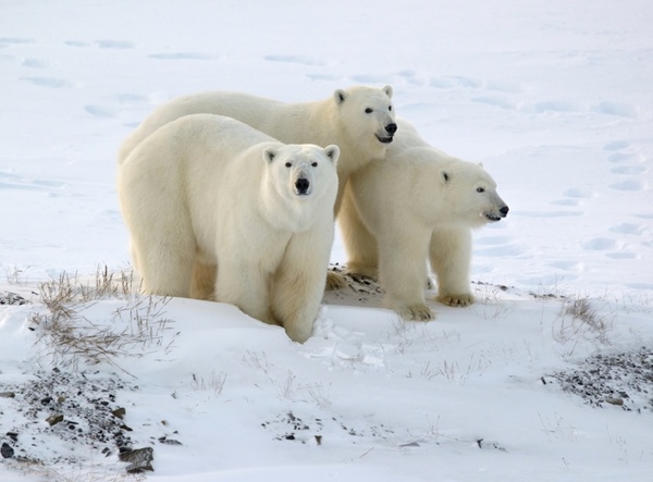 Трех белых медведей заметили у села Нешкан в Чукотском районе