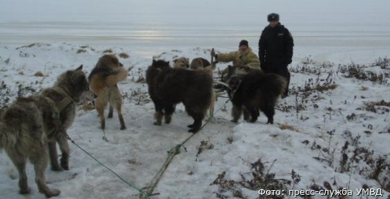 Чукотские полицейские пересядут на собачьи упряжки 