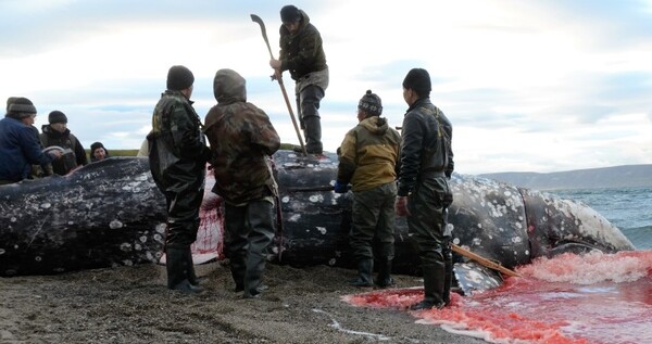Почти 900 тонн мяса заготовили морские охотники Чукотки