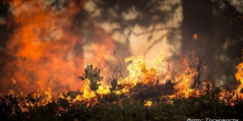В Анадырском районе тушат лесной пожар на площади 7 тысяч гектаров 