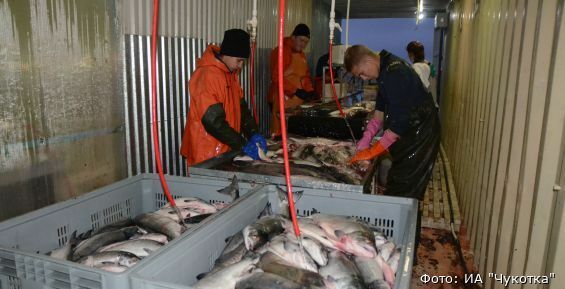 Новая рыбоперерабатывающая компания зашла в ТОР "Чукотка"