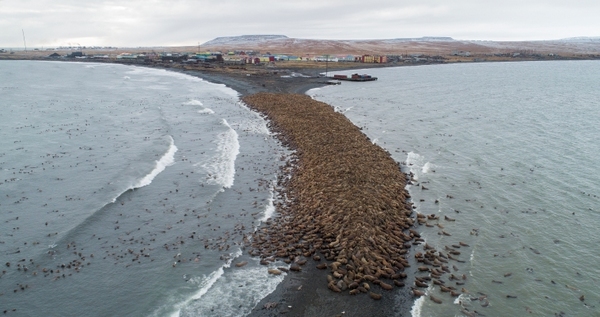 Продолжается сбор средств для очистки крупного лежбища моржей на Чукотке