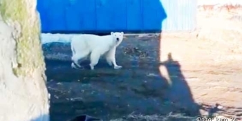 Заблудившегося белого медведя вертолетом привезли на Чукотку с Камчатки