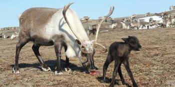 Более 47 тысяч телят ждут в оленеводческих хозяйствах Чукотки