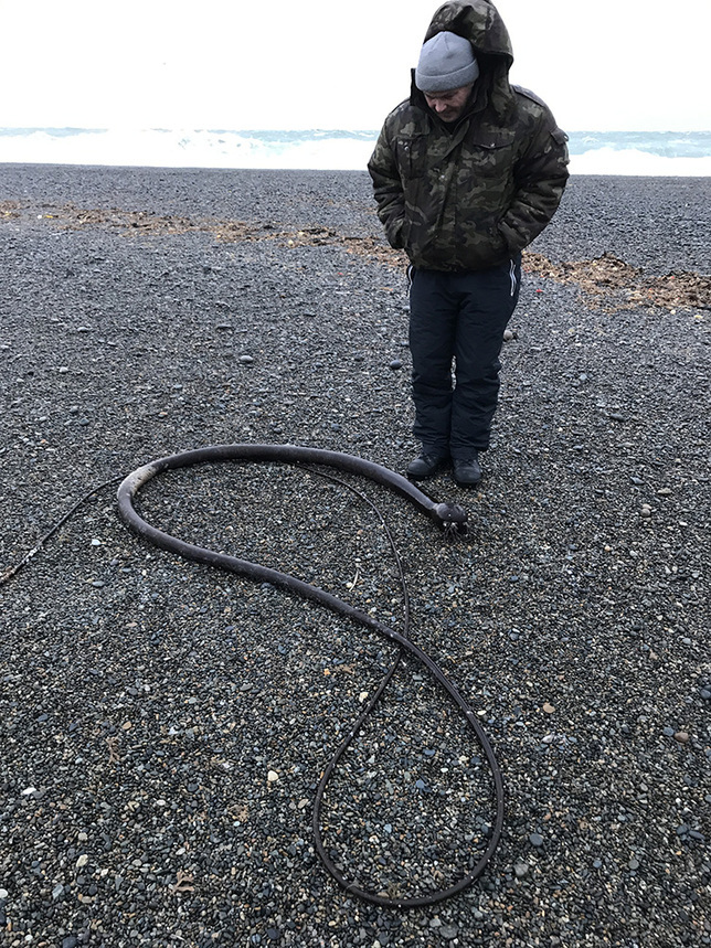 «Морских змей» стали находить на побережьях Чукотского полуострова