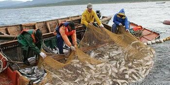 Около 500 тонн лососей добыли два крупнейших предприятия Чукотки с начала путины