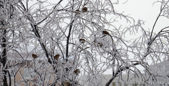 В среду на Чукотке возможен небольшой снег