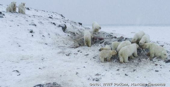 WWF России собирает средства на защиту Рыркайпия от белых медведей